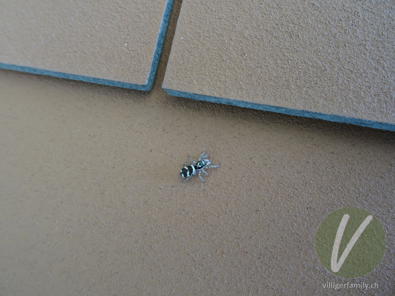 Zebra-Springspinne: Übersicht